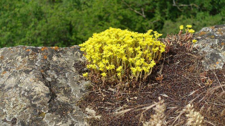 Un groupe de fleurs jaunes pousse sur un rocher. En arrière-plan, des arbres verts sont visibles.