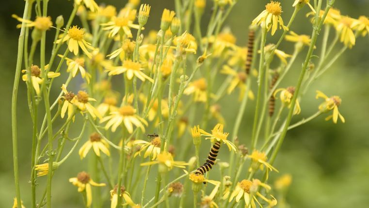 Eine Gruppe von gelben Blumen mit grünen Stängeln. Darin sind mehrere Raupen, die sich auf den Blättern bewegen.