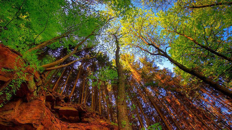 Blick von unten auf hohe Bäume und roten Sandsteinfelsen.