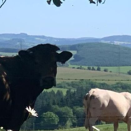 A black cow stands in front of a beautiful landscape with gentle hills. In the background, a white cow can be seen.