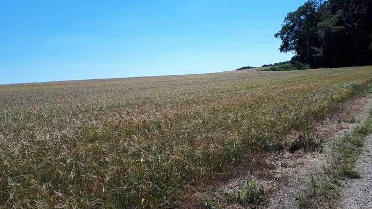 Un champ ouvert avec des céréales mûres et un ciel bleu clair. Au bord du champ se trouvent quelques arbres.
