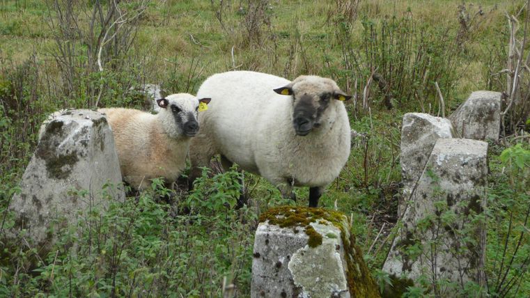 Zwei Schafe stehen zwischen alten Steinen in einer grassy Landschaft. Sie schauen neugierig in die Kamera.