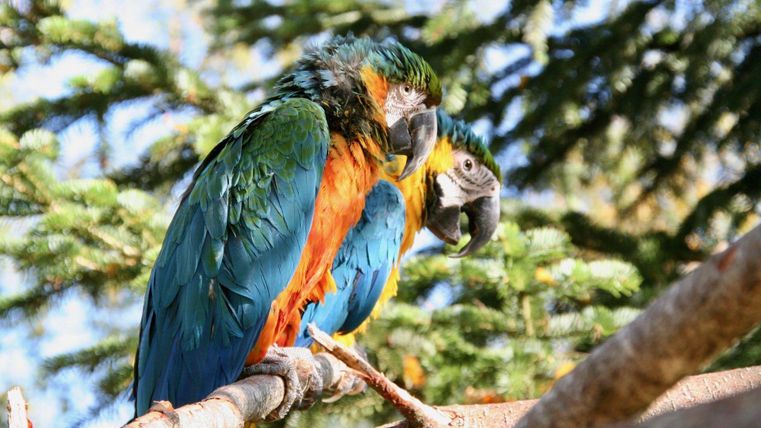 Zwei bunte Papageien sitzen auf einem Ast. Sie haben lebendige grüne, blaue und orangefarbene Federn.