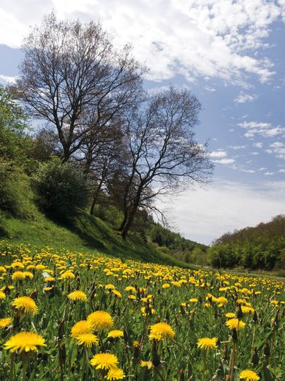 Dandelion meadow with trees in the background under a blue sky.
