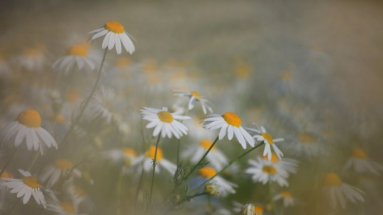 Nahaufnahme von Gänseblümchen auf einer Wiese.