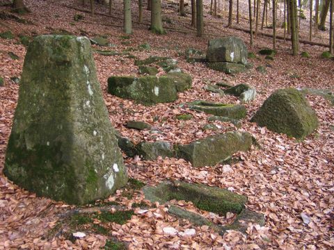 Ein Waldgebiet mit großen, moosbedeckten Steinen und Laub am Boden. Die Lichtverhältnisse sind sanft und die Umgebung wirkt naturbelassen.