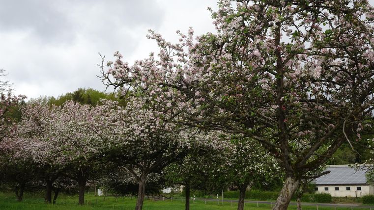 A blooming orchard with apple trees and delicate pink flowers. In the background, meadows and a building can be seen.