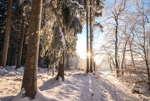 Une forêt d'hiver avec de grands arbres et un sol recouvert de neige. Le soleil brille à travers les arbres et crée une atmosphère lumineuse et chaleureuse.