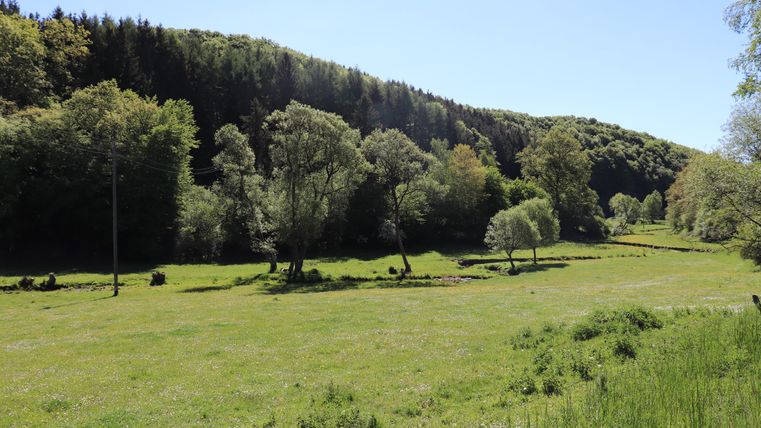 Een groene weide omgeven door bomen en zachte heuvels. De lucht is helder en blauw, ideaal voor een uitzicht op de natuur.
