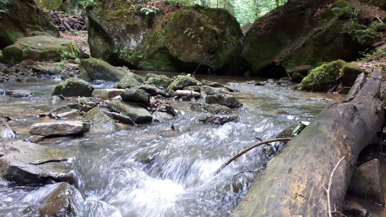 Ein klarer Bach fließt zwischen großen, moosbedeckten Steinen. Die Umgebung ist von dichten, grünen Bäumen umgeben.