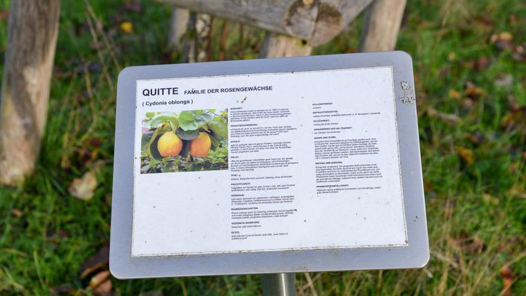 An information sign about quinces with an illustration of quince fruits. The sign also contains scientific information about the plant.