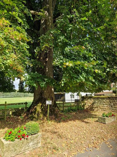 Ein großer Baum mit grünem Laub steht neben einem Blumenbeet. Der Boden ist mit gefallenen Blättern bedeckt.