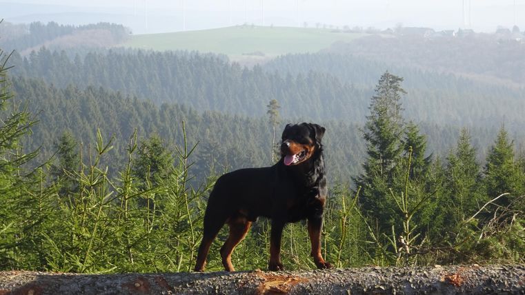 A Rottweiler is standing on a log in a wooded landscape. In the background, green hills and a clear, wide view can be seen.