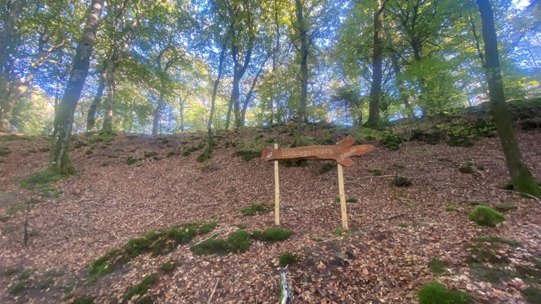 Ein Wald mit herbstlichen Blättern und einer Holzwegweiser auf einem leicht ansteigenden Boden. Die Bäume sind grün und die Sonne scheint durch das Laub.
