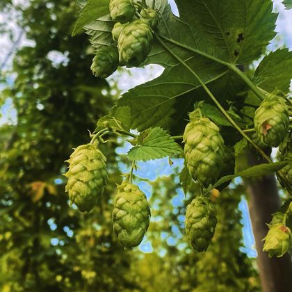 Green hop cones hang from a plant. In the background, sunlit leaves can be seen.
