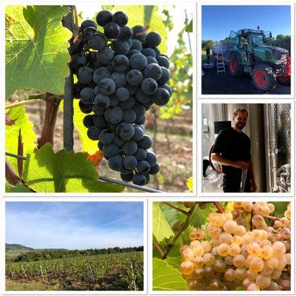 Een verzameling van afbeeldingen uit een wijnbouwgebied. Er zijn druiven, een tractor, een wijnmaker en wijngaarden te zien.