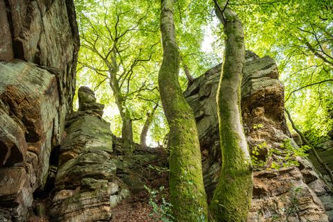 Felsen und Bäume im NaturWanderPark delux.