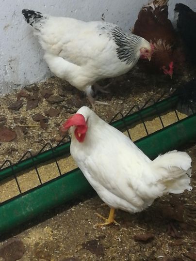 Three chickens in a cage. The white chicken is in front, while the other chickens are feeding in the background.