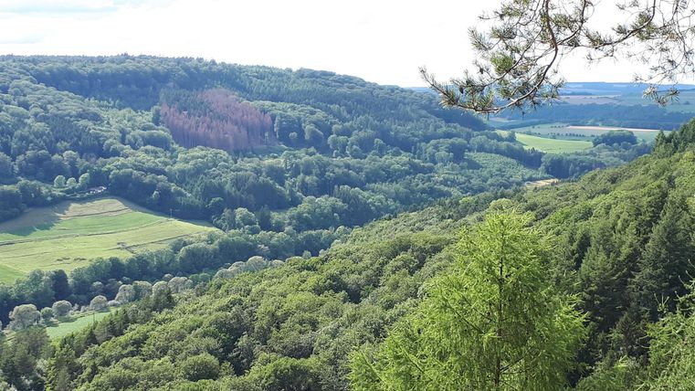 Eine weite Landschaft mit grünen Wäldern und sanften Hügeln. Der Himmel ist klar und die Natur wirkt friedlich.
