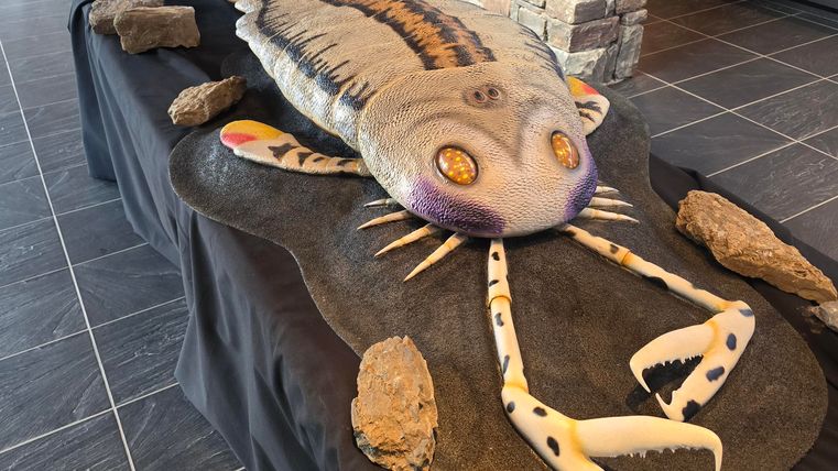 A large, artistically designed replica of a prehistoric sea dweller lies on a table. Surrounded by stones, the statue appears impressive and unique.