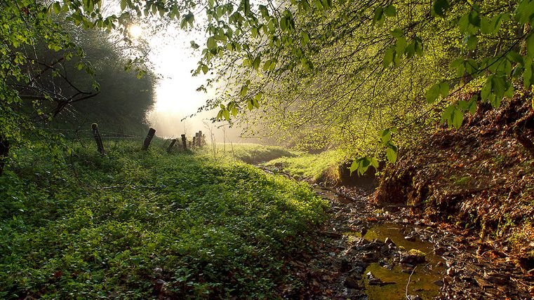 Ein sonnendurchfluteter Waldweg mit grünem Laub und einem kleinen Bach.