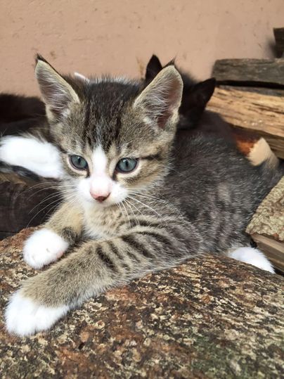 A small striped kitten lies relaxed on a stack of wood. It has large, curious eyes and white paws.