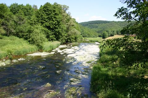 Ein ruhiger Fluss fließt durch eine grüne Landschaft mit Bäumen und Hügeln im Hintergrund. Es gibt Wasserpflanzen und einen klaren blauen Himmel.