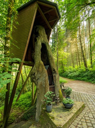 A wooden house stands on a tree root in the forest. Surrounded by green plants and a paved path.