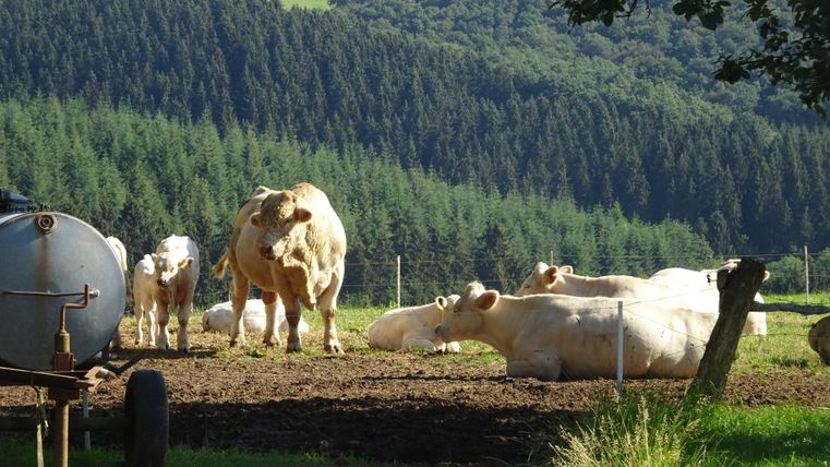A group of cows is standing in a meadow with trees in the background. The animals are resting and enjoying the sun.
