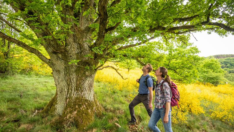 Zwei Wanderer stehen vor einem großen Baum und betrachten die grünen Blätter. Im Hintergrund sind Wiesen mit gelben Blumen zu sehen.