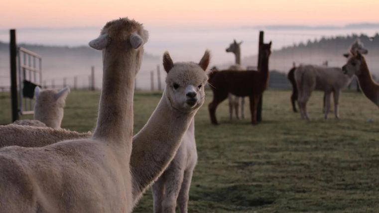 Eine Gruppe von Alpakas steht auf einer grünen Wiese im Morgengrauen. Im Hintergrund sind sanfte Hügel und Nebel sichtbar.