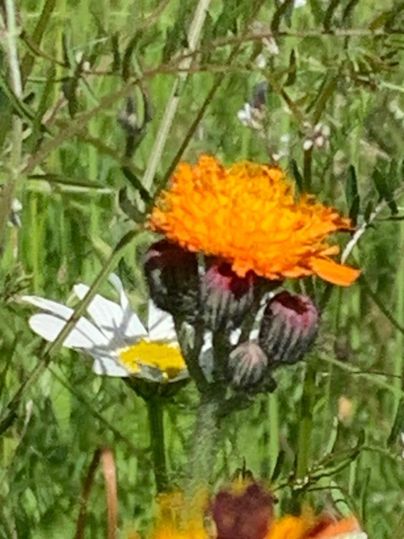 A colorful flower with orange and red petals. In the background, green grasses and a white flower can be seen.