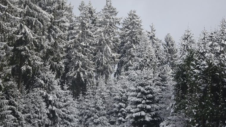 A snowy forest with tall fir trees. The path leads through the winter landscape.