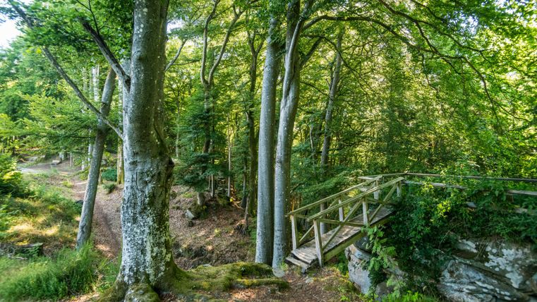 A forest path with a wooden bridge and tall trees that filter the sunlight.