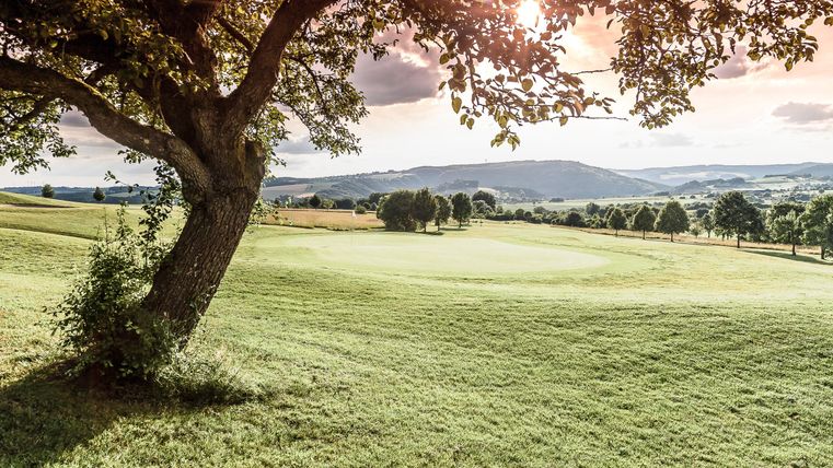 Eine ruhige Landschaft mit einem großen Baum im Vordergrund. Im Hintergrund sind sanfte Hügel und ein klarer Himmel zu sehen.