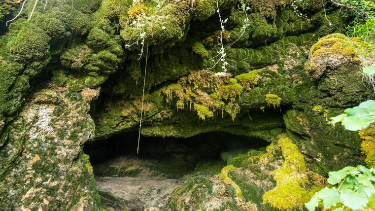 Eine moosbedeckte Felsformation mit Höhlenöffnungen in einer grünen Umgebung. Das Bild zeigt den natürlichen Charme einer wilden Landschaft.