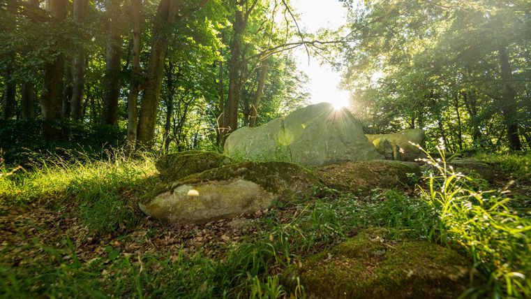 Ein sonniger Wald mit grünem Gras und Bäumen im Hintergrund. Ein größerer Fels ist in der Mitte der Szene sichtbar.