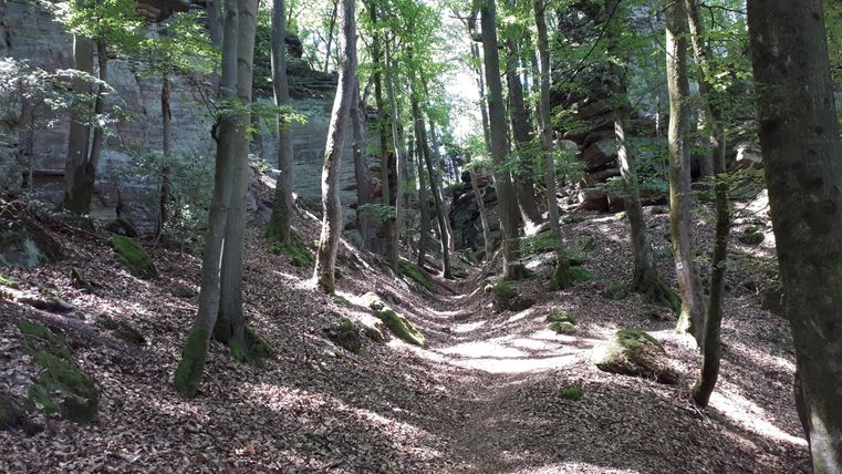 Ein malerischer Waldweg mit sonnendurchfluteten Bäumen und herabgefallenen Blättern. Der Pfad schlängelt sich sanft zwischen den Felsen.