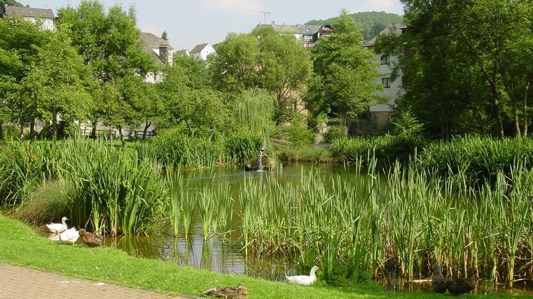 Un étang tranquille entouré de zones vertes denses et d'arbres. Des canards nagent au bord et profitent de l'environnement paisible.