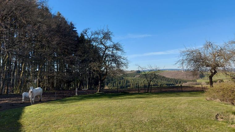 A sunny meadow with a clear blue sky and trees in the background. In the foreground, two white horses can be seen.