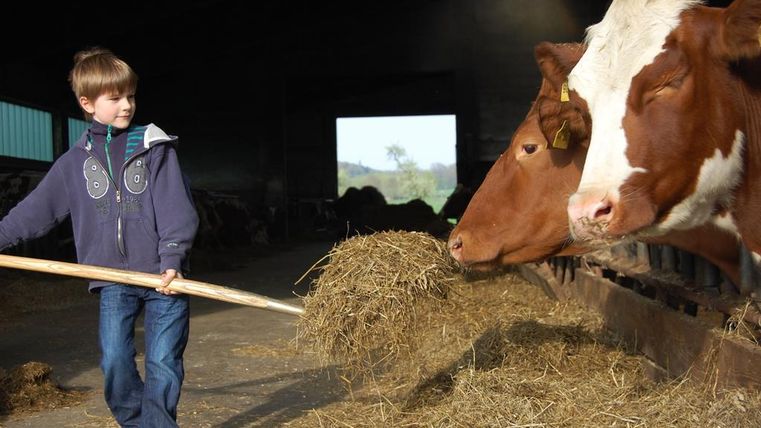A boy is feeding cows in a barn with hay. It is a rural scene with natural light.
