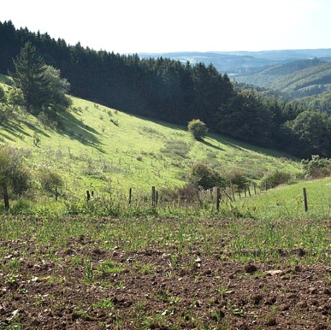 Vue sur la vall&eacute;e du M&uuml;hlbach, &copy; Volker Teuschler