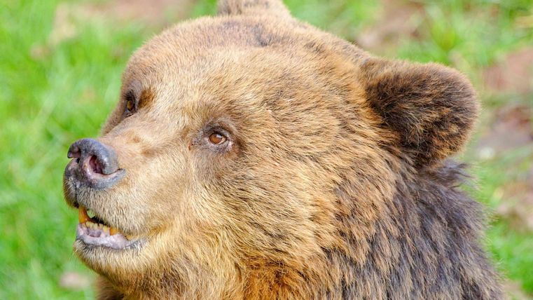 Ein Braunbär steht mit erhobenem Kopf. Der Hintergrund zeigt grünes Gras.