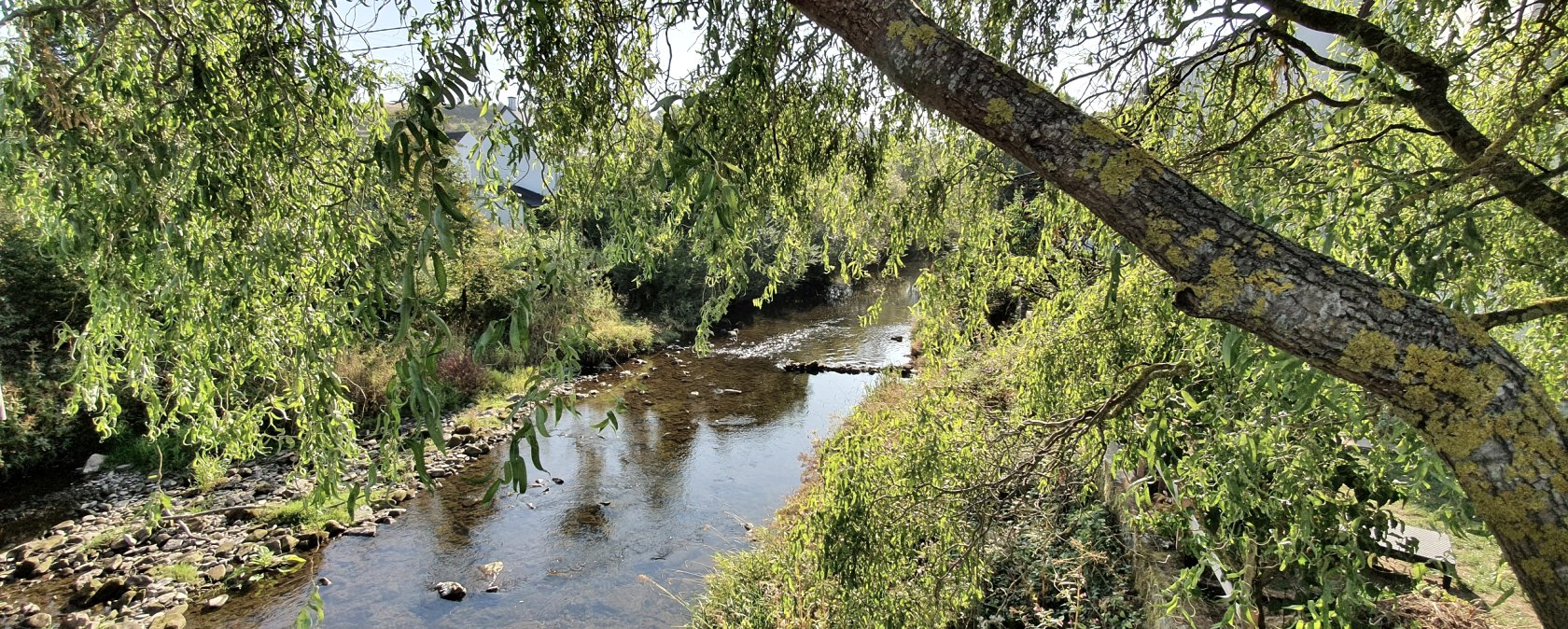 Une rivi&egrave;re calme coule sous un arbre aux branches pendantes et au feuillage vert. La lumi&egrave;re du soleil passe &agrave; travers les feuilles., &copy; TI Bitburger Land