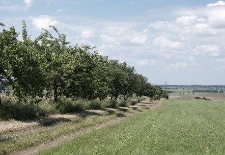 Une all&eacute;e d'arbres fruitiers borde un chemin de terre dans un paysage rural verdoyant, sous un ciel bleu parsem&eacute; de nuages., &copy; TI Bitburger Land