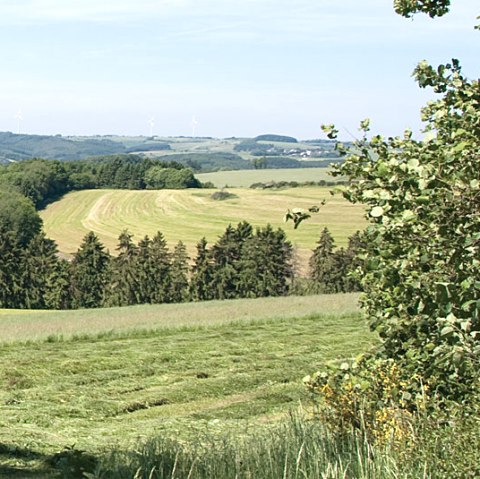 Hauteurs de l'Eifel, &copy; V. Teuschler
