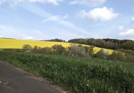 Ein gelbes Rapsfeld erstreckt sich &uuml;ber einen H&uuml;gel, umgeben von gr&uuml;nen Wiesen und B&auml;umen unter einem blauen Himmel mit wei&szlig;en Wolken., &copy; A. Girards