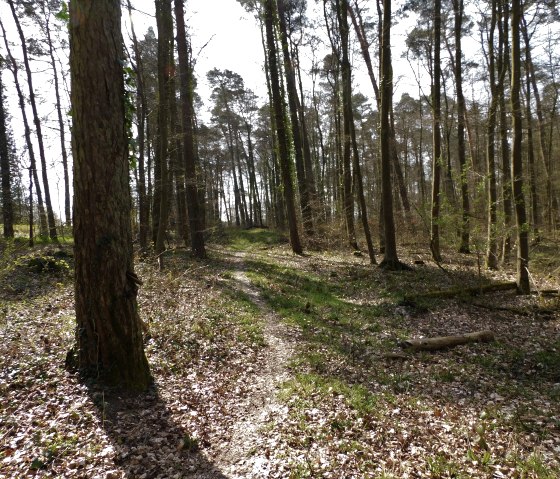for&ecirc;t Mesenich, &copy; Deutsch Luxemburgische Tourist Info