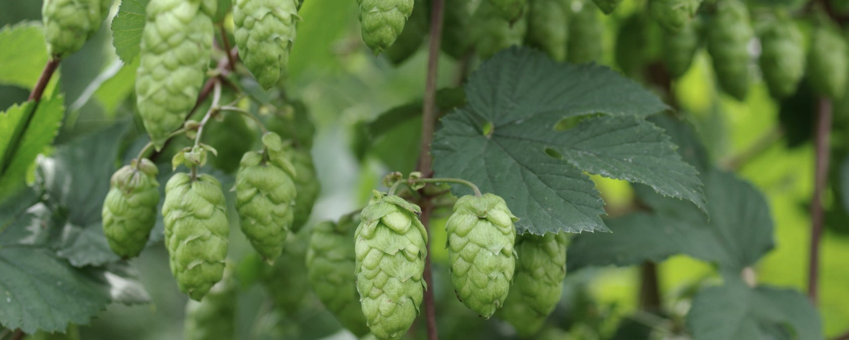 Hopfen, © Felsenland Südeifel Tourismus Gmbh, Peter Weber