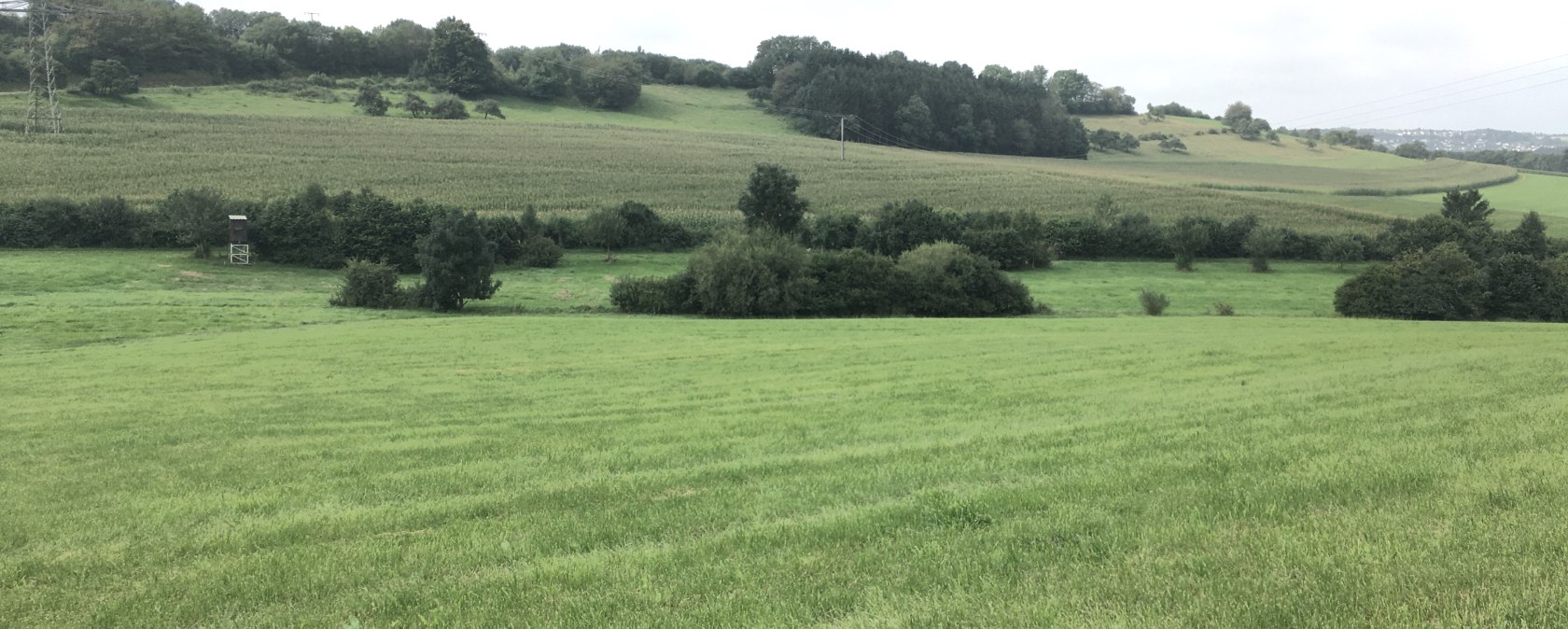 Gr&uuml;ne Wiesen und Felder erstrecken sich bis zum Horizont, ges&auml;umt von B&auml;umen und einem Hochsitz, unter einem bew&ouml;lkten Himmel., &copy; Tourist-Info Bitburger Land M.Mayer